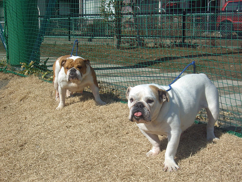 ブルハウス湘南犬舎はブルドッグ&フレンチブルドッグを専門に扱う犬舎です。