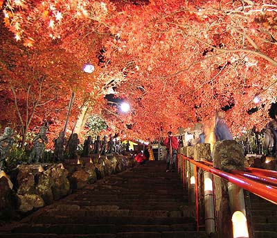 大山紅葉ライトアップ 