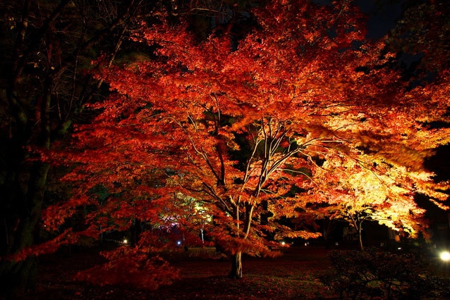 町田薬師池公園四季彩の杜「秋遊び2025～来て、見て、体験して、誰かに教えたくなるDays～」