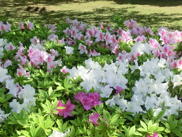 あつぎつつじの丘公園　ライトアップ＆マルシェ