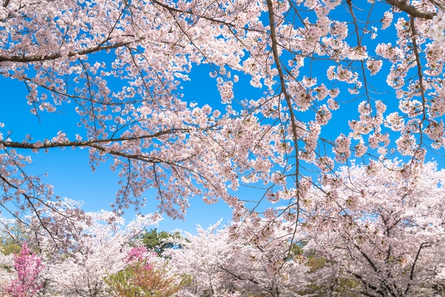 第28回津久井湖さくらまつり(水の苑地)