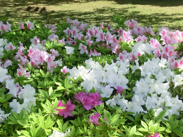 あつぎつつじの丘公園　ライトアップ＆マルシェ