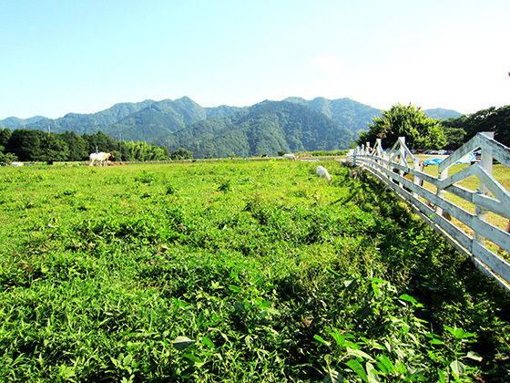 えっ、神奈川県にも牧場が！？「服部牧場」で酪農体験をしよう！！